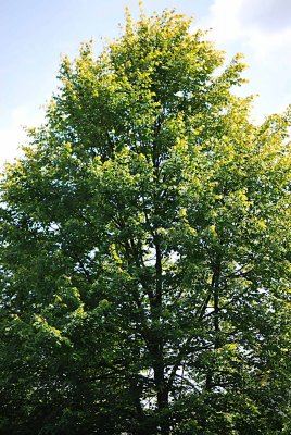 Tilia platyphyllos 'Aurea' - lípa velkolistá - letní koruna (45)